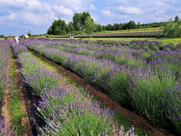 Lawendowa Siwianka, plantacja lawendy pod Warszawą 