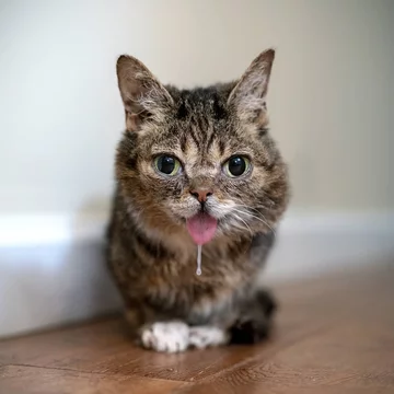 Lil BUB 