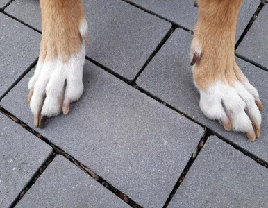 Miniatura: Barczewo. Nie żyje siedmiolatka, zagryzły...