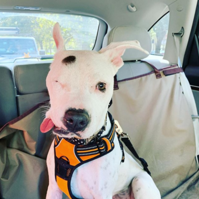 Miniatura: Bubbles, która została postrzelona i...