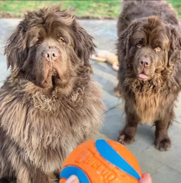 Ranger i Bentley 