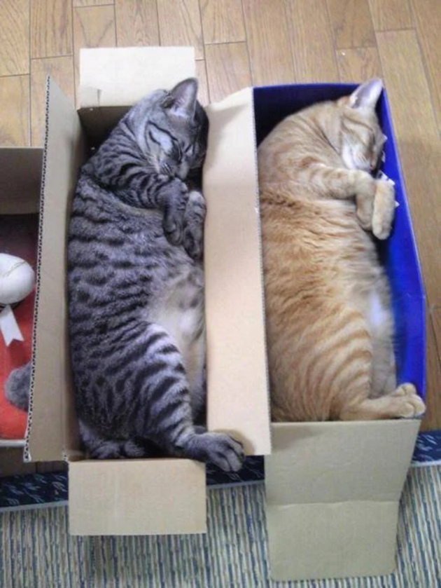 Koty w pudełkach 
