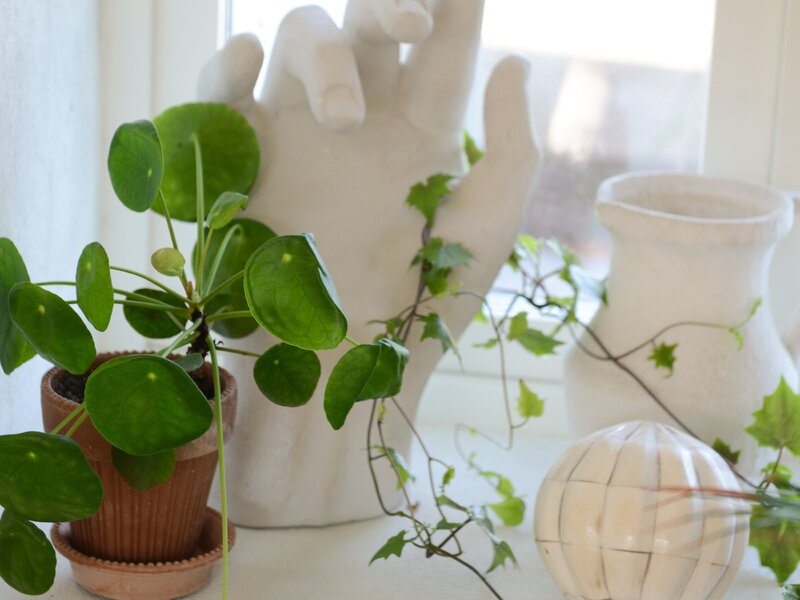 Pieniążek, Pilea peperomiowata, Pilea peperomioides