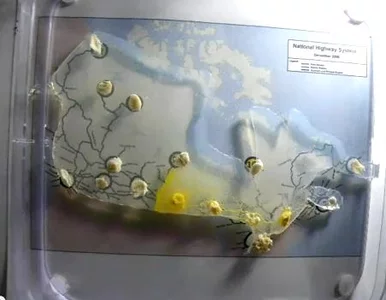 Miniatura: Gdzie wytyczyć drogę? Poradźcie się... pleśni