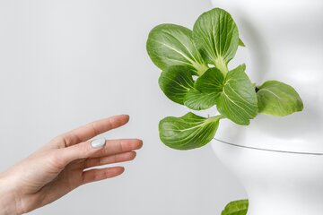 Gotowy pojemnik do&nbsp;uprawy hydroponicznej może być jednocześnie ozdobą