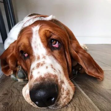 Basset Dewi 