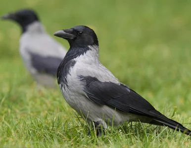 Miniatura: Tajemnicza śmierć wron w Warszawie. Są...