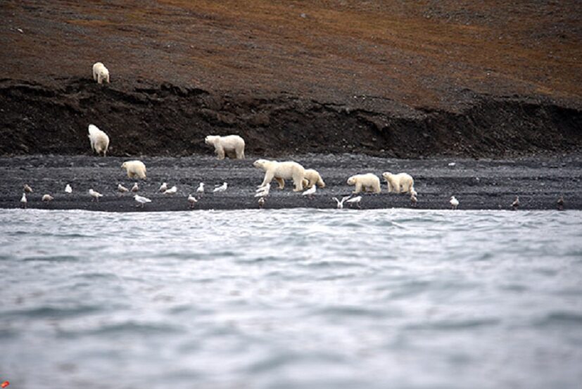 Niedźwiedzie polarne na Czukotce 
