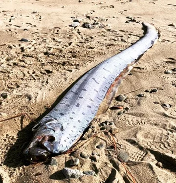 Ryba wyrzucona na plażę w prefekturze Toyama 