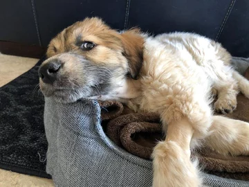 Suczka Latte porwana przez sowę 