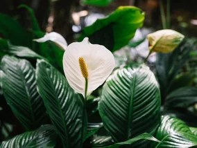 Miniatura: Twój skrzydłokwiat nigdy nie zakwitnie,...