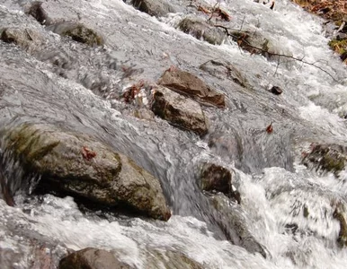 Miniatura: SGGW otwiera największe w Polsce Centrum Wody