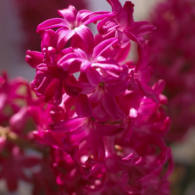 Hiacynty, hyacinthus orientalis