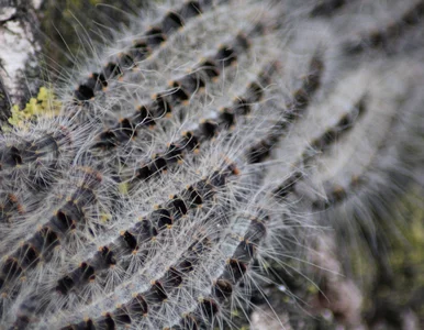 Miniatura: Inwazja owadów w Niemczech. Odwołane...