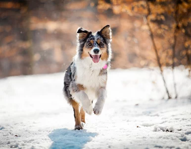 Miniatura: Zimowe spacery mogą być dla psów...