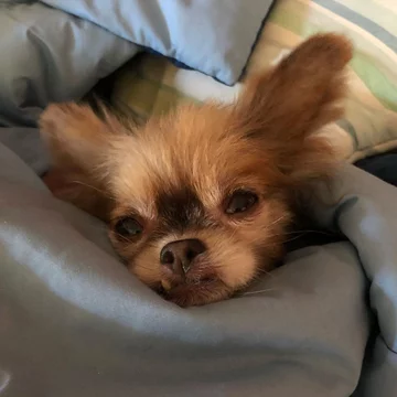 Chewie the Chi 