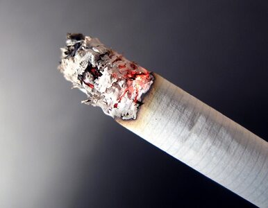Miniatura: Branża tytoniowa na wulkanie. Jak rząd...