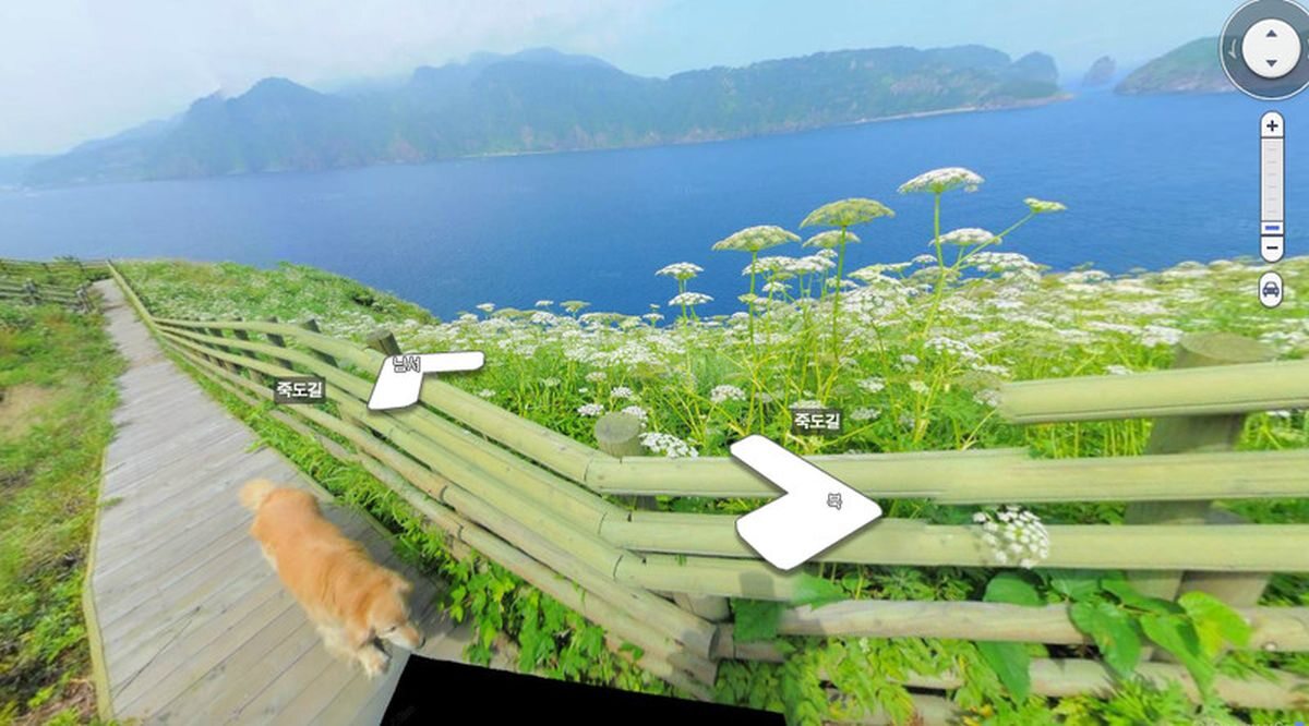 Ten pies zdominował zdjęcia street view z koreańskiej wyspy 