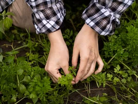 Miniatura: Wysiej w listopadzie! Te warzywa...