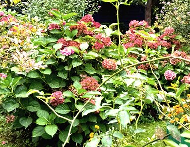 Miniatura: Nie rób tego zbyt wcześnie! Zakwitną tak...