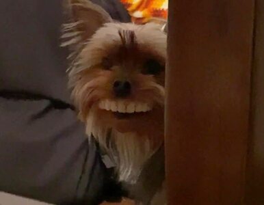 Miniatura: Ten pies ma niezwykle szeroki uśmiech. Jak...
