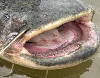 Miniatura: Wędkarze złowili gigantycznego suma. Tyle...