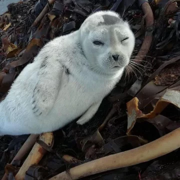 Foka uratowana przez organizację Seal Rescue Ireland 