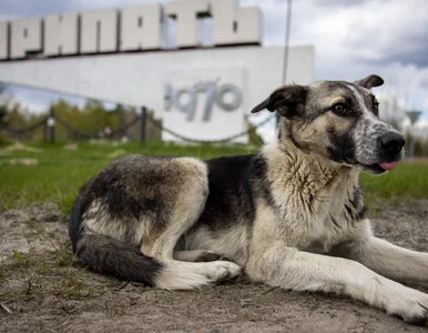 Miniatura: Zaskakujące odkrycie naukowców. Zbadali...