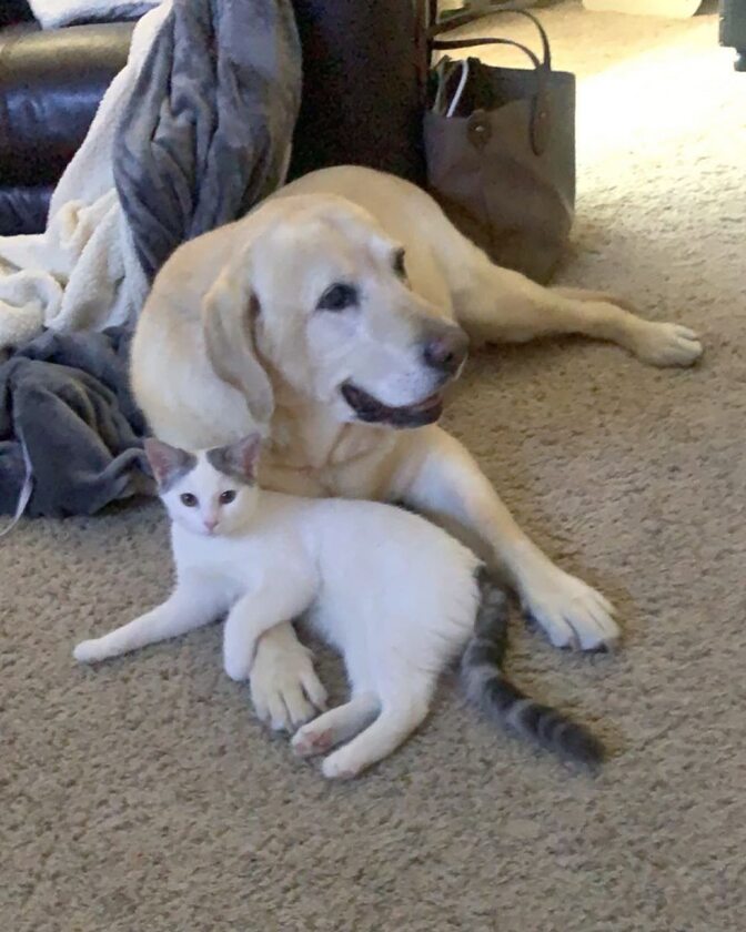 Labrador adoptował kota 