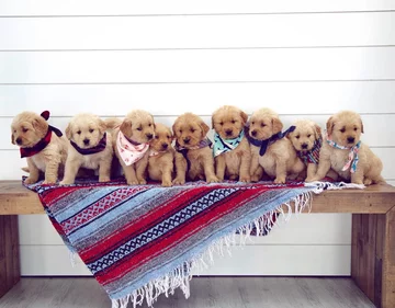 Psy rasy Golden Retriever 