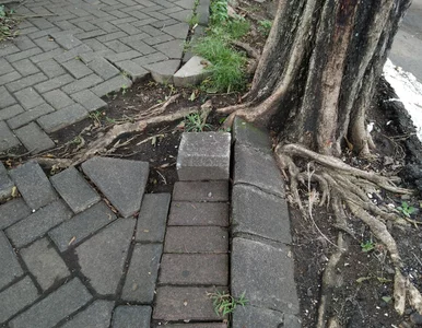 Miniatura: Mogą uszkodzić fundamenty i kanalizację....