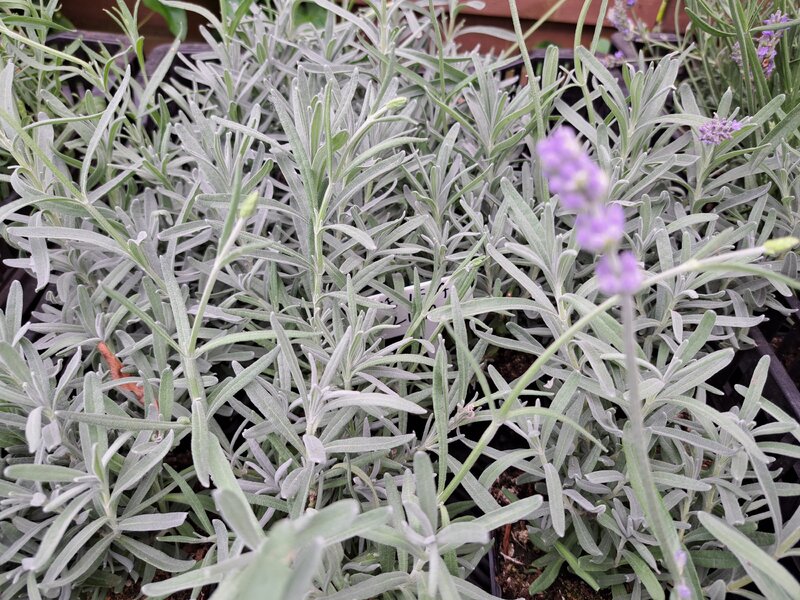 Lawenda Melissa Lilac