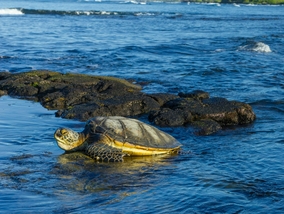Turyści w Chorwacji zagrożeni. U wybrzeży grasuje agresywny żółw