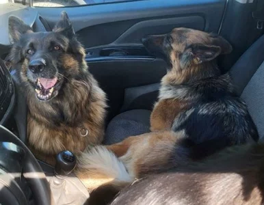 Miniatura: Zostawił trzy psy w rozgrzanym aucie....