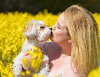 Miniatura: Całowanie psa to prosta „recepta” na...