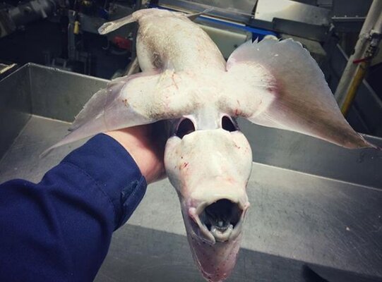 Miniatura: Pochodzą z morskich głębin, wyglądają jak...