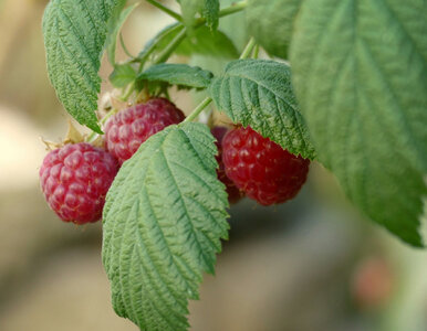 Miniatura: Rozsyp to pod malinami wiosną, a latem nie...