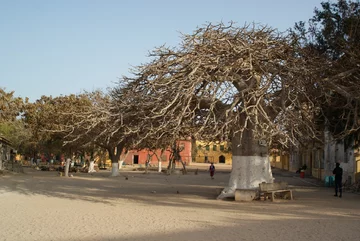 Baobab - narodowe drzewo Senegalu 