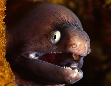 Miniatura: Ta ryba może zabić człowieka prądem. Jest...