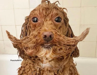 Miniatura: „Podeślijcie najgorsze zdjęcia waszych...