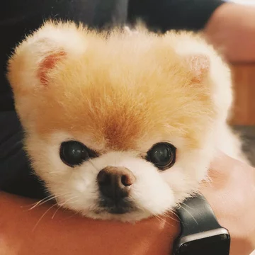 Boo the Pomeranian 