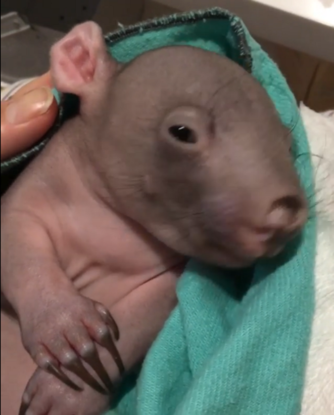 Malutki wombat 