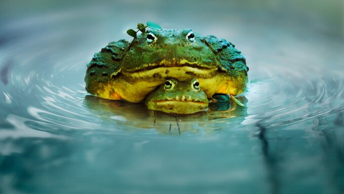 &bdquo;Miłosne rozgrywki zwierząt&rdquo;