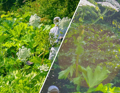 Miniatura: Leśnicy toczą bój z groźną rośliną....