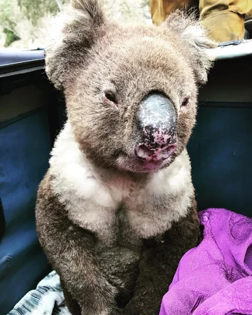 Miś koala uratowany przez wolontariuszy 