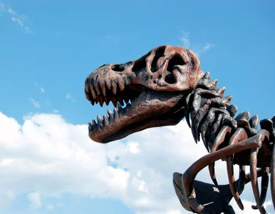 Miniatura: Rolnik odkrył szczątki największego...