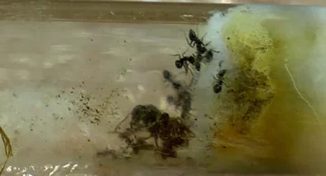 Mrówki w próbówce 