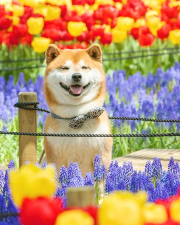 Hachi 