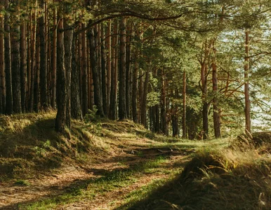 Miniatura: Nowy alert RCB. „Nie dotykaj kapsułki”