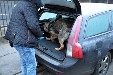 Policja rozbiła gang handlarzy narkotyków 